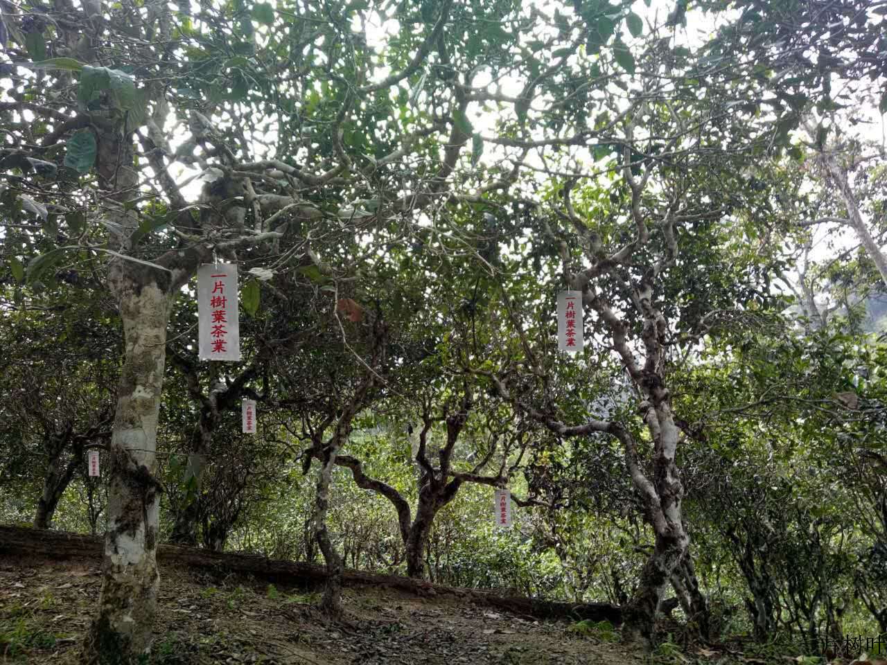 推送: 雲南壹片樹葉茶業有限公司攸樂山簽約古茶園,絕不打農藥的古樹